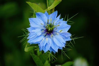 Close-up of purple flower