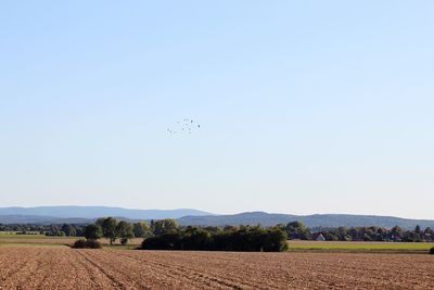 Scenic view of field against clear sky