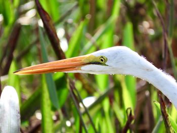 Close-up of a bird