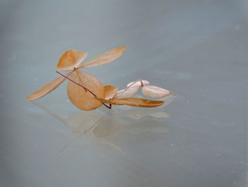 Close-up of flower against blurred background