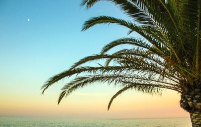 Palm tree by sea against clear sky