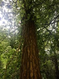 Low angle view of trees in forest