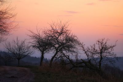 Silhouette bare trees on field against sky during sunset