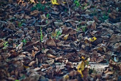 Close-up of autumn leaves on field