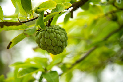 Close-up of fruit growing on tree