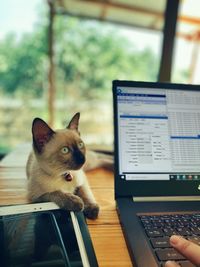 View of a cat sitting on table