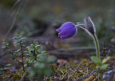 Close-up of purple crocus flowers on field