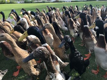 High angle view of birds on field