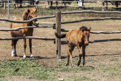 Horse standing in ranch