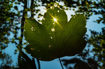 Close-up of leaves on plant against bright sun