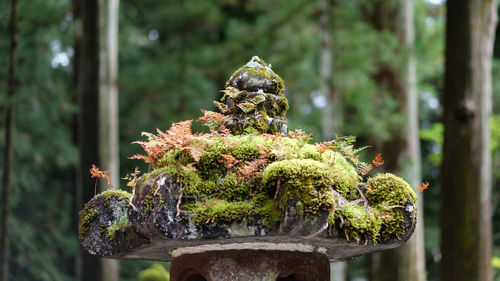 Close-up of moss growing on tree trunk