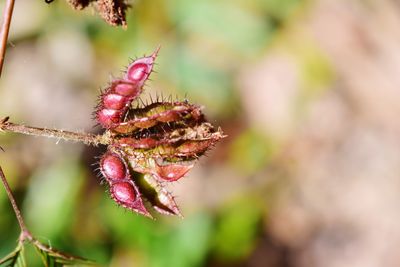 Close-up of insect on plant