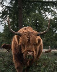 Cow on field