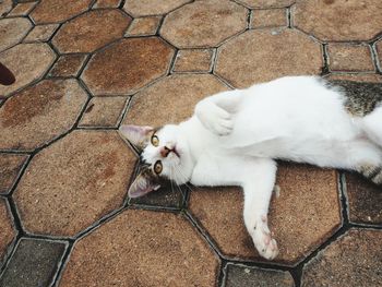 High angle view of cat lying on floor