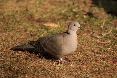 Close-up of dove perching on field