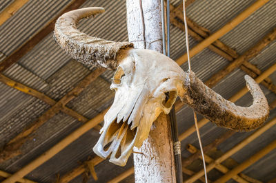 Low angle view of animal skull