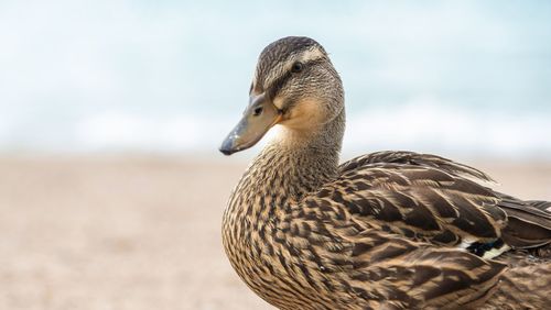 Close-up side view of a bird