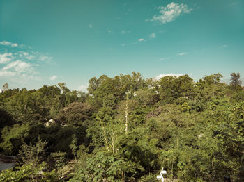 Plants and trees in forest against sky