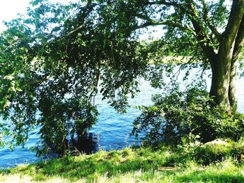 Reflection of trees in water