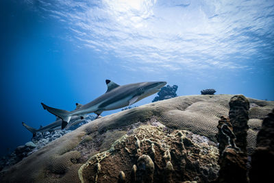 Two sharks swimming underwater close to seabed