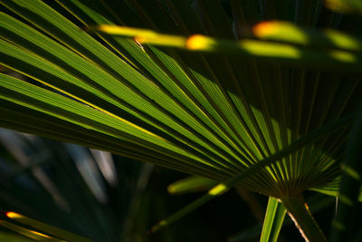 Close-up of palm tree leaves