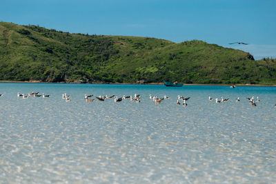 Flock of birds in the sea