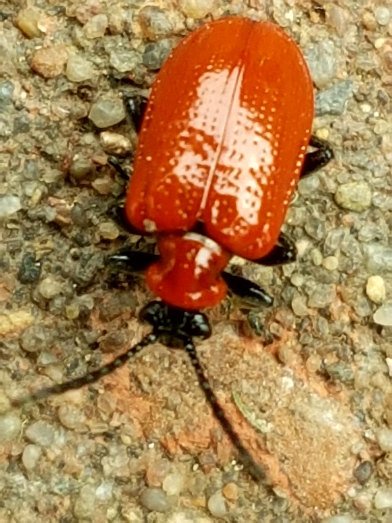 Scarlet lily beetle