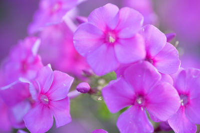 Close-up of pink flowers