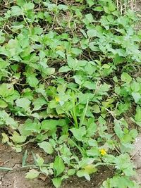 High angle view of plants growing on field