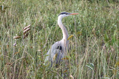 Bird on grass