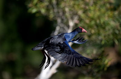 Close-up of a bird flying