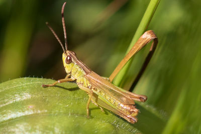 Close-up of insect on leaf