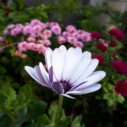 Close-up of white flowers blooming outdoors