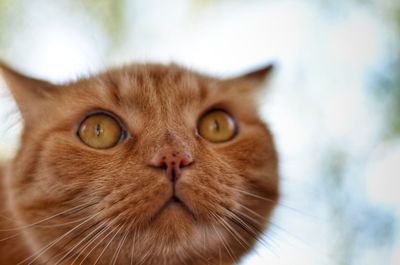 Close-up portrait of cat