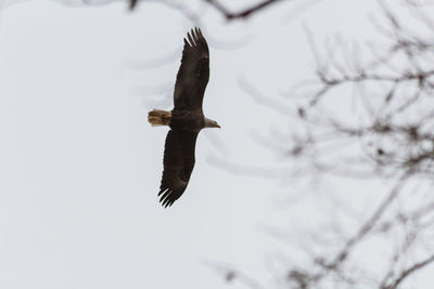 Low angle view of bird flying in sky