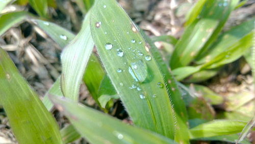 Close-up of wet plant