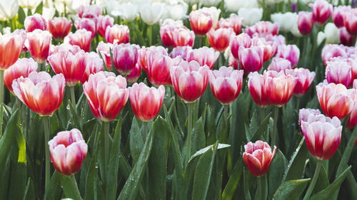 Close-up of pink tulips in field