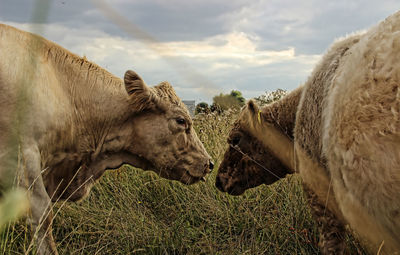 Panoramic view of a horse on field