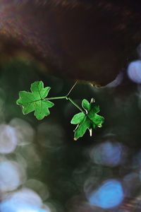 High angle view of plant leaves