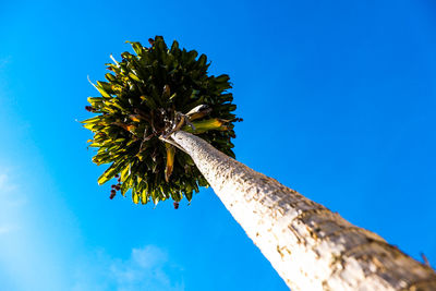 Low angle view of tree against blue sky