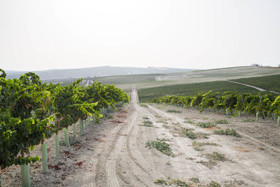 Scenic view of agricultural field