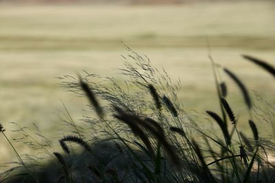 Close-up of wheat growing on field