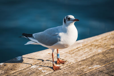 Close-up of seagull perching on wood