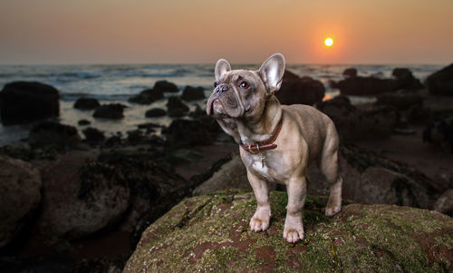 Low angle view of dog on beach at sunset