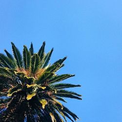 Low angle view of palm trees against blue sky