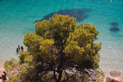 High angle view of tree against sea