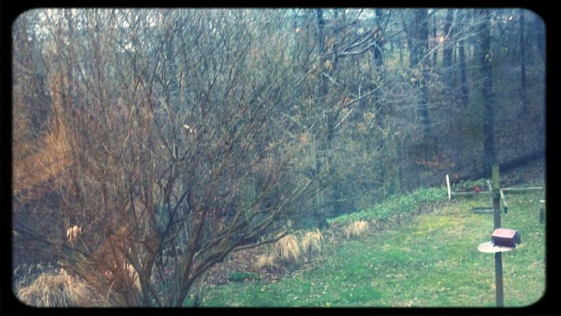 transfer print, auto post production filter, tranquility, tree, nature, tranquil scene, grass, day, outdoors, field, pole, scenics, beauty in nature, landscape, no people, growth, street light, non-urban scene, lighting equipment, fence