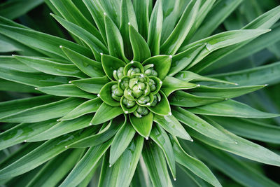 Green flower background. lily green buds. summer poster or wallpaper. top view of flower. 