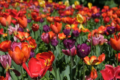 Close-up of red tulips