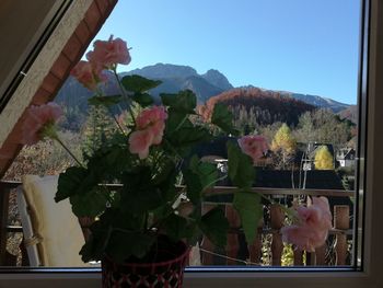 Close-up of flowering plant against sky seen through window